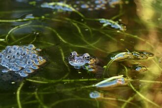 frog in pond with a clump of frogspawn nearby