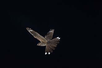 A dark grey bird flying over a black background. 