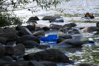 Some plastic pollution seen along the banks of the river Taff