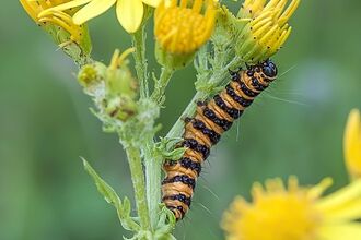 cinnabar moth caterpillar on ragwort flower