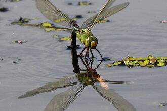 Emperor Dragonfly dropping eggs into water