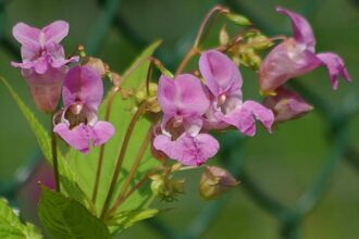 Close up photo of a plant with pink flowers and pointy green leaves.