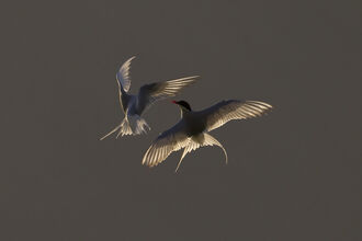  Two Arctic terns backlit in evening light, The Wildlife Trusts