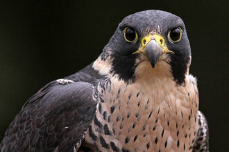Peregrine Falcon