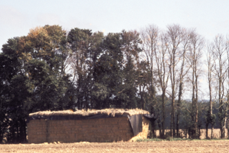 Elm hedgerow showing progression of Dutch Elm Disease