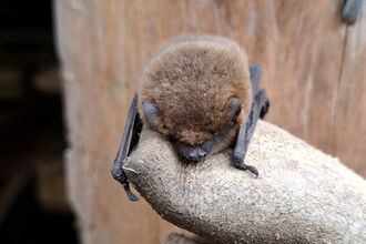 Close up of bat