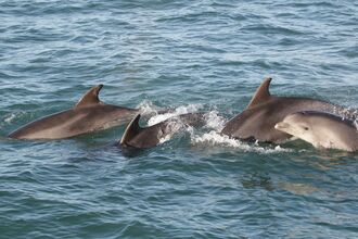 Dolphins swimming through water