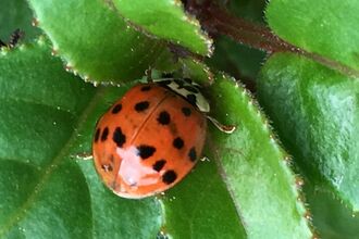 Close-up of a red ladybird with black spots