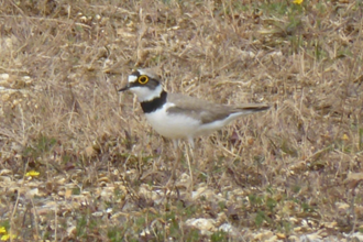 Little Ringed Plover