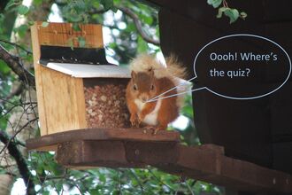 Squirrel sitting next to a nut feeder.  Text says Oooh! Where's the quiz?