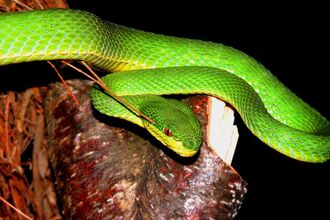Green pitviper