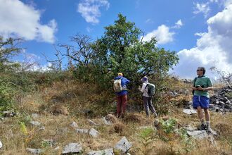 A group of people looking at a tree.