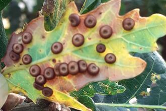 The underside of an oak leaf covered with round, flat, cheerio-shaped lumps.