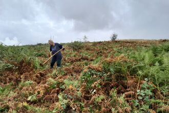 A person using a scythe to cut a large patch of Bracken