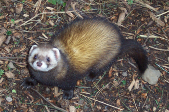 A polecat