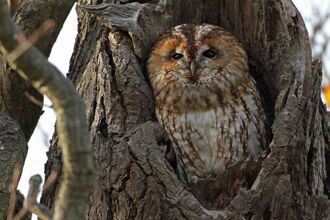A brown owl sat in a hole in a tree trunk