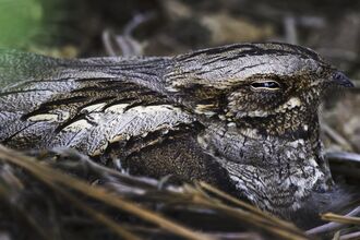 Nightjar 