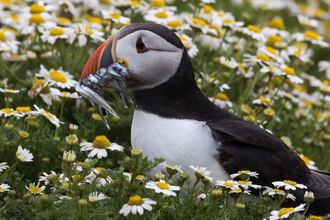 Puffin