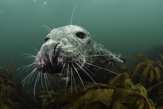 Curious female grey seal