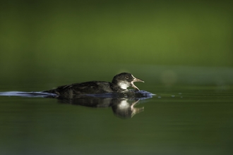 Coot swimming