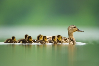 Mallard and chicks swimming