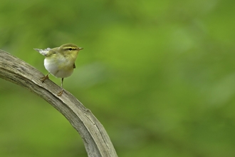 Wood warbler on branch