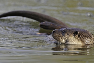 Eurasian otter