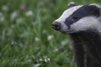 A badger cub in grasslands