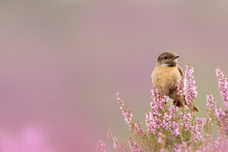 Stonechat