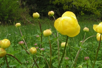 Globe flower