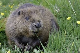 Beaver