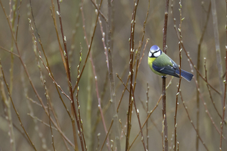 Blue Tit