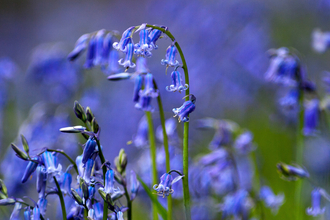 Bluebells