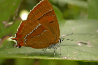 Brown hairstreak butterfly