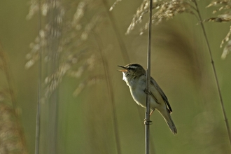 Sedge Warbler