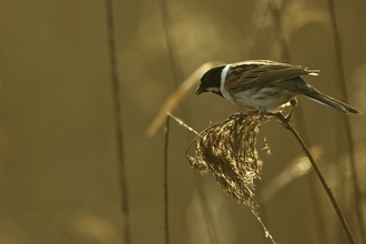 Reed bunting