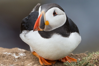 Puffin