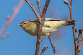 Chiffchaff on branch