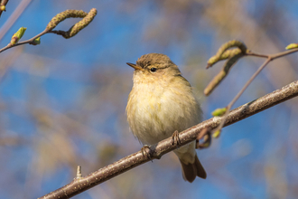 Chiffchaff 