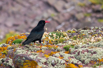 Chough