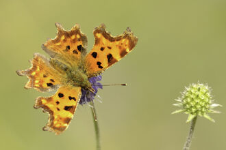 Comma butterfly on a flower