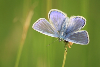 Common blue