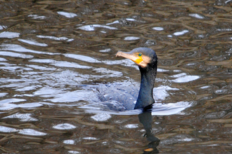 Cormorant