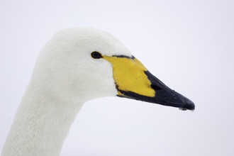 Whooper Swan in the snow