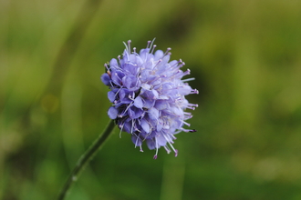 Devil's bit scabious