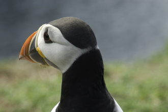 Puffin on Skomer