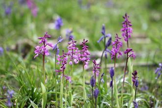 Early purple orchids