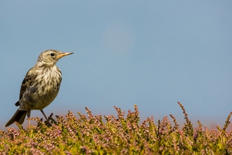 Rock Pipit