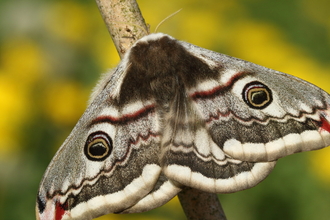 Emperor moth