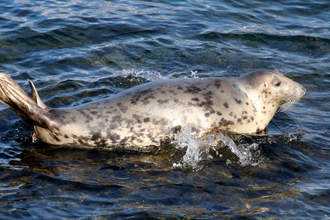 Female Grey Seal